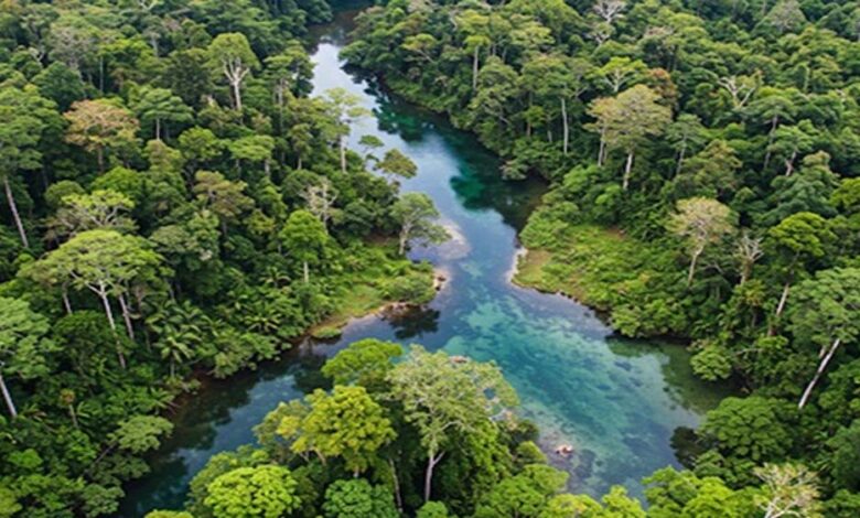 गांधीसागर बांध: 1.5 करोड़ पेड़ों में 65 लाख लोगों को ऑक्सीजन देने की क्षमता