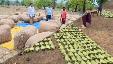 हरा सोना संग्राहकों की आय बढ़ाने के लिए बड़ा कदम, 920 करोड़ रुपए का होगा संभावित भुगतान