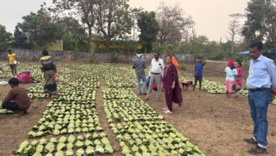 Labour Day (1 मई) से शुरू होगी तेंदूपत्ता तोड़ाई, 639 फड़ तैयार