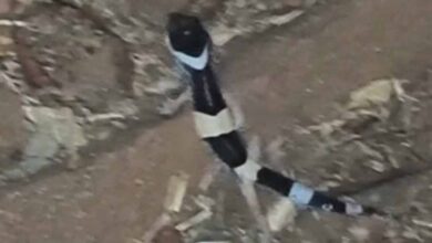 अबूझमाड़ के जंगलों में दिखा दुर्लभ लेपर्ड गेको, जवानों की नाइट पेट्रोलिंग में कैद हुआ अनोखा वीडियो