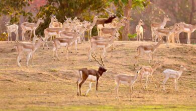 छत्तीसगढ़ का बरनवापारा अभयारण्य बना विलुप्ति के कगार पर पहुंचे काले हिरणों के पुनर्जीवन का मजबूत उदाहरण
