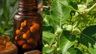 FSSAI का बड़ा फैसला: अश्वगंधा की पत्तियों पर रोक क्यों? जानें जड़ के फायदे और नुकसान