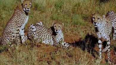 कूनो बना चीतों का ग्लोबल ब्रीडिंग सेंटर, 3 माह में 4 मादा चीता बनीं मां, प्रबंधन ने बदली रणनीति