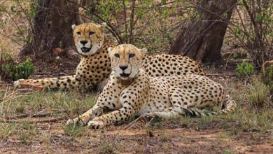 मंदसौर में चीता संरक्षण की दिशा में ऐतिहासिक कदम, प्रभास और पावक ने पार किया बड़ा पड़ाव