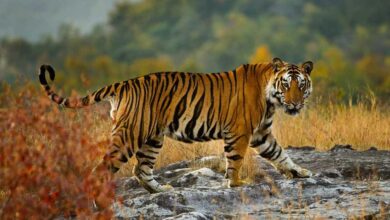 54 बाघों की मौत से हिला सिस्टम, रिजर्व के बाहर भी मिलेगा स्पेशल प्रोटेक्शन, जानिए नई TOTR स्कीम