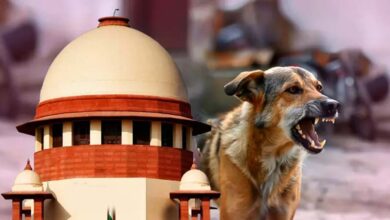 आवारा कुत्तों पर SC के आदेश से बढ़े सवाल, क्या शहरों में पर्याप्त शेल्टर मौजूद हैं?