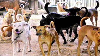 भोपाल में आवारा कुत्तों का आतंक, रोज 81 लोग डॉग बाइट का शिकार; सुप्रीम कोर्ट सख्त भोपाल में आवारा कुत्तों का आतंक, रोज 81 लोग डॉग बाइट का शिकार; सुप्रीम कोर्ट सख्त