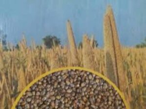 झारखंड सरकार ने जारी की 30 नई क्लाइमेट-फ्रेंडली फसलें