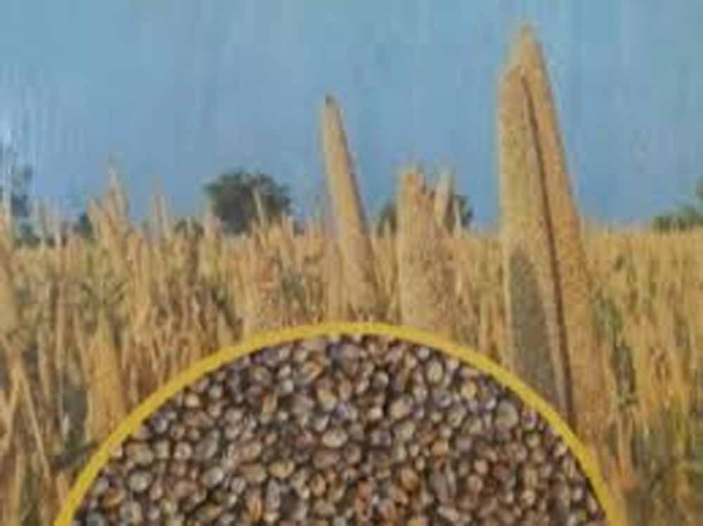 झारखंड सरकार ने जारी की 30 नई क्लाइमेट-फ्रेंडली फसलें