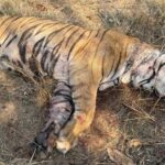 मृत्यु कार्डियो-रेस्पिरेटरी फेल्योर के कारण होने की आशंका