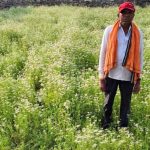 राष्ट्रीय बागवानी मिशन बना सहारा, महासमुंद के किसान रतिराम को धनिया खेती से फायदा राष्ट्रीय बागवानी मिशन बना सहारा, महासमुंद के किसान रतिराम को धनिया खेती से फायदा