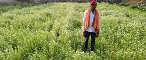 राष्ट्रीय बागवानी मिशन बना सहारा, महासमुंद के किसान रतिराम को धनिया खेती से फायदा राष्ट्रीय बागवानी मिशन बना सहारा, महासमुंद के किसान रतिराम को धनिया खेती से फायदा