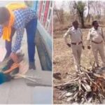 रतलाम में मोर की मौत पर उठे सवाल, बिना पोस्टमार्टम कर दी अंत्येष्टि