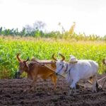 51 लाख किसानों को 45 हजार करोड़ से अधिक का सीधा लाभ