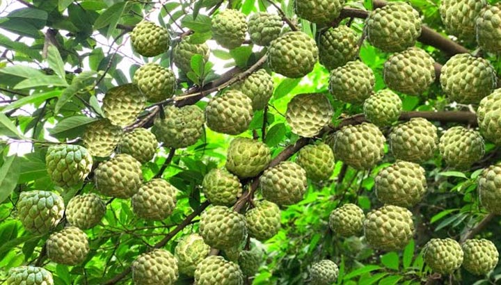 पारंपरिक खेती से आगे बढ़ रहे किसान, मालवा-निमाड़ में उद्यानिकी और नवाचार आधारित फसलों पर बढ़ा फोकस