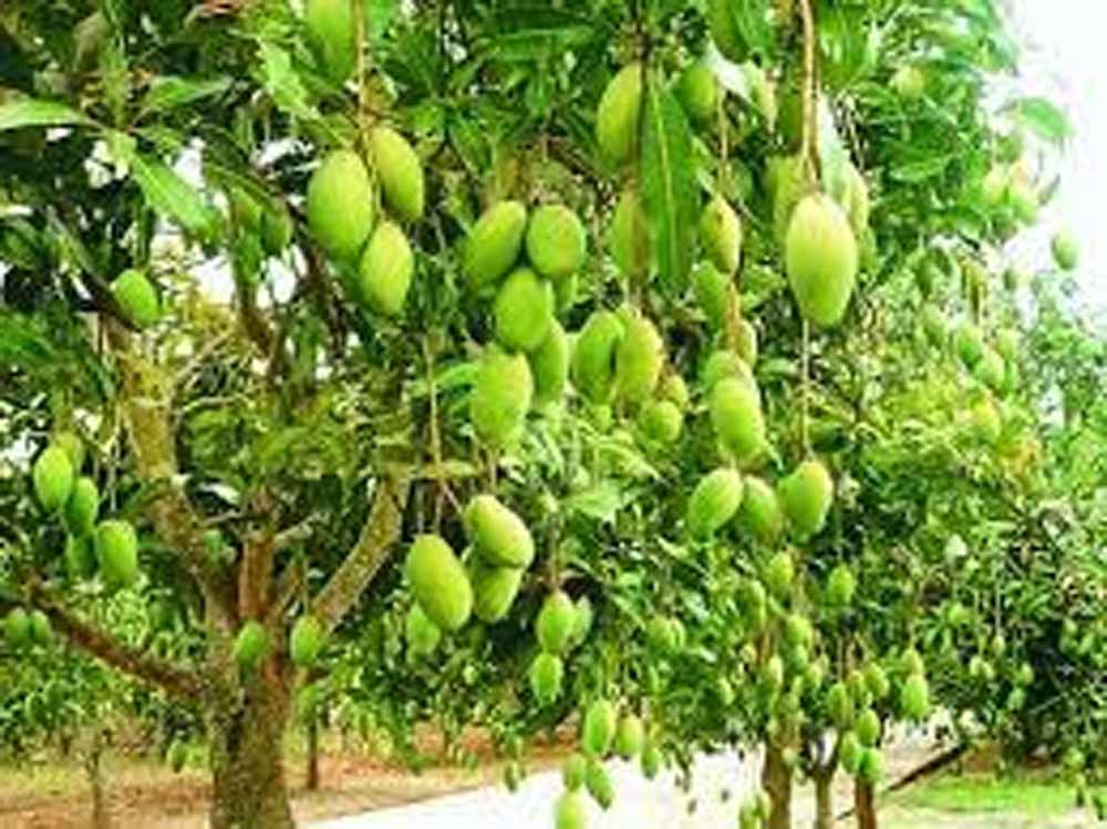 एक ही पेड़ पर बौर, कच्चे और पके आम एक साथ, हैरान कर रही वैरायटी