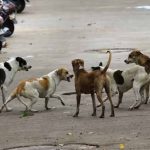डॉग लवर संस्था नहीं मिली, नगर निगम ने लिया बड़ा फैसला; चाकुलिया भेजे जाएंगे आवारा कुत्ते डॉग लवर संस्था नहीं मिली, नगर निगम ने लिया बड़ा फैसला; चाकुलिया भेजे जाएंगे आवारा कुत्ते