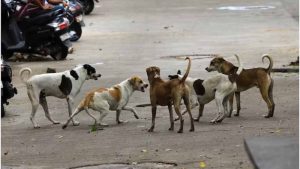 डॉग लवर संस्था नहीं मिली, नगर निगम ने लिया बड़ा फैसला; चाकुलिया भेजे जाएंगे आवारा कुत्ते डॉग लवर संस्था नहीं मिली, नगर निगम ने लिया बड़ा फैसला; चाकुलिया भेजे जाएंगे आवारा कुत्ते