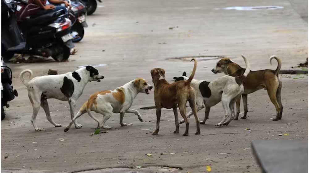 डॉग लवर संस्था नहीं मिली, नगर निगम ने लिया बड़ा फैसला; चाकुलिया भेजे जाएंगे आवारा कुत्ते डॉग लवर संस्था नहीं मिली, नगर निगम ने लिया बड़ा फैसला; चाकुलिया भेजे जाएंगे आवारा कुत्ते