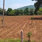 नारायणपुर मॉडल बना किसानों के लिए मिसाल, खेतों में आई फलदार क्रांति