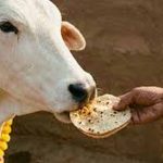 पहली रोटी गाय और आखिरी रोटी कुत्ते को खिलाने के पीछे क्या है धार्मिक और वास्तु महत्व?