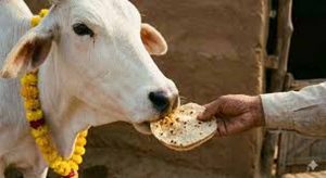 पहली रोटी गाय और आखिरी रोटी कुत्ते को खिलाने के पीछे क्या है धार्मिक और वास्तु महत्व?