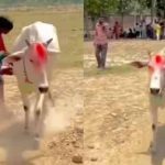 गाय के असामान्य व्यवहार से फैली भीड़, जांच में हाइपोग्लाइसीमिया की पुष्टि गाय के असामान्य व्यवहार से फैली भीड़, जांच में हाइपोग्लाइसीमिया की पुष्टि