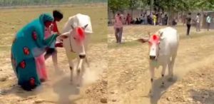गाय के असामान्य व्यवहार से फैली भीड़, जांच में हाइपोग्लाइसीमिया की पुष्टि गाय के असामान्य व्यवहार से फैली भीड़, जांच में हाइपोग्लाइसीमिया की पुष्टि