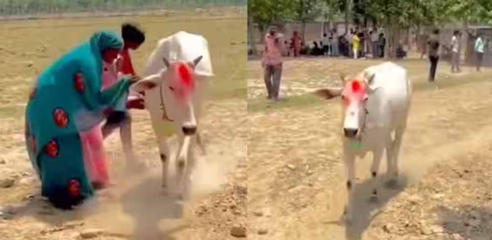 गाय के असामान्य व्यवहार से फैली भीड़, जांच में हाइपोग्लाइसीमिया की पुष्टि गाय के असामान्य व्यवहार से फैली भीड़, जांच में हाइपोग्लाइसीमिया की पुष्टि