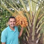 खोड़ गांव में खजूर खेती बनी मॉडल, मंत्री ने किसान की सराहना की