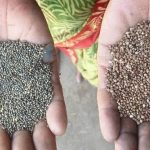 कोदो-कुटकी की खेती से बढ़ेगी आय और सेहत, किसानों के लिए बेहतर विकल्प