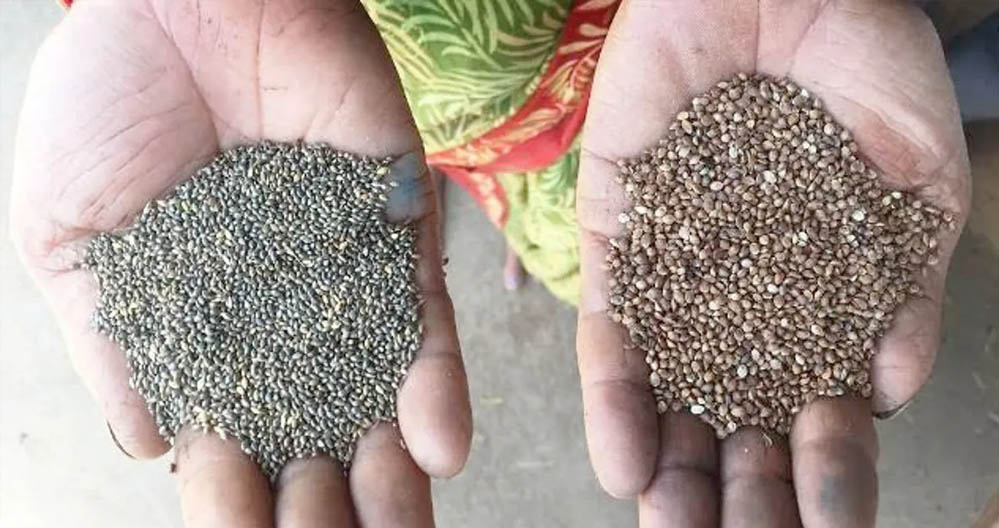 कोदो-कुटकी की खेती से बढ़ेगी आय और सेहत, किसानों के लिए बेहतर विकल्प