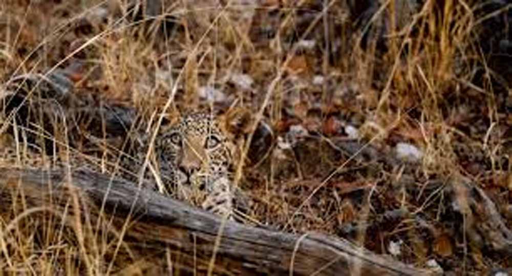 असोला भाटी अभयारण्य में बढ़ी तेंदुओं की मौजूदगी, कैमरा ट्रैप में जोड़े बार-बार रिकॉर्ड असोला भाटी अभयारण्य में बढ़ी तेंदुओं की मौजूदगी, कैमरा ट्रैप में जोड़े बार-बार रिकॉर्ड