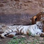 Gwalior Zoo News: CDV संक्रमण के खतरे के बीच मीरा के तीनों शावकों को नहीं मिलेगा खुला बाड़ा, पर्यटकों का इंतजार बढ़ा
