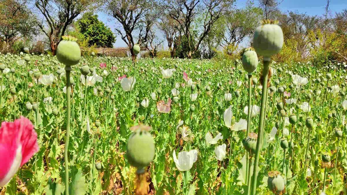 नशामुक्त समाज की दिशा में पहल, ग्रामीणों को अफीम खेती से दूर रहने की अपील