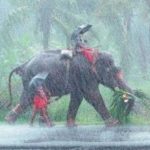 मानसून ने पकड़ी रफ्तार, देश में बारिश की शुरुआत; यूपी और बिहार के लिए बड़ा अपडेट