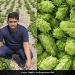 बोक चॉय की खेती ने बदली किसान की किस्मत, गोण्डा के प्रवीण बने किसानों के लिए मिसाल