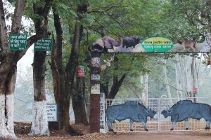 मानसून में वन संरक्षण को प्राथमिकता, झारखंड में एक करोड़ से अधिक पौधारोपण की तैयारी