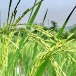 किसानों के लिए नई पहल: बासमती धान मिशन से बढ़ेगी आय, निर्यात को मिलेगा बढ़ावा