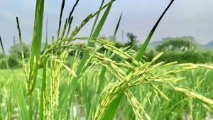 किसानों के लिए नई पहल: बासमती धान मिशन से बढ़ेगी आय, निर्यात को मिलेगा बढ़ावा