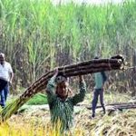 योगी सरकार की किसान नीति का असर, गन्ना किसानों में बढ़ा भरोसा और समृद्धि