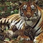 रणथंभौर टाइगर रिजर्व: शावकों संग बाघिन रिद्धि का खूबसूरत वीडियो हुआ वायरल