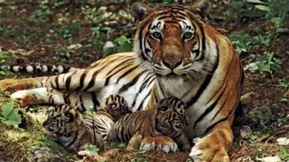 रणथंभौर टाइगर रिजर्व: शावकों संग बाघिन रिद्धि का खूबसूरत वीडियो हुआ वायरल रणथंभौर टाइगर रिजर्व: शावकों संग बाघिन रिद्धि का खूबसूरत वीडियो हुआ वायरल