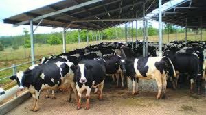 ग्रामीण अर्थव्यवस्था को मजबूती, डेयरी यूनिट पर 5 लाख तक ऋण सुविधा