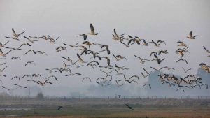 दिल्ली बर्ड एटलस लॉन्च: 195 लोगों की टीम ने किया 2 साल का सर्वे