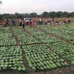 सरकार ने जारी किए 12 करोड़, तेंदूपत्ता संग्राहकों को मिली बड़ी आर्थिक राहत