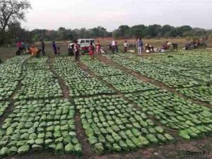 सरकार ने जारी किए 12 करोड़, तेंदूपत्ता संग्राहकों को मिली बड़ी आर्थिक राहत