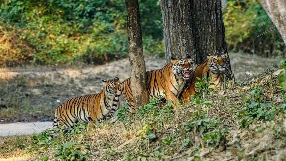 पर्यटकों के लिए अहम खबर! छत्तीसगढ़ के टाइगर रिजर्व और अभयारण्यों में आज से प्रवेश बंद पर्यटकों के लिए अहम खबर! छत्तीसगढ़ के टाइगर रिजर्व और अभयारण्यों में आज से प्रवेश बंद