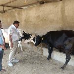 खेती के साथ कमाई का मजबूत विकल्प बना डेयरी व्यवसाय, विभाग दे रहा हर संभव सहयोग
