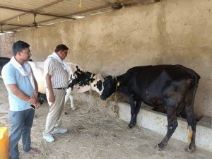 खेती के साथ कमाई का मजबूत विकल्प बना डेयरी व्यवसाय, विभाग दे रहा हर संभव सहयोग